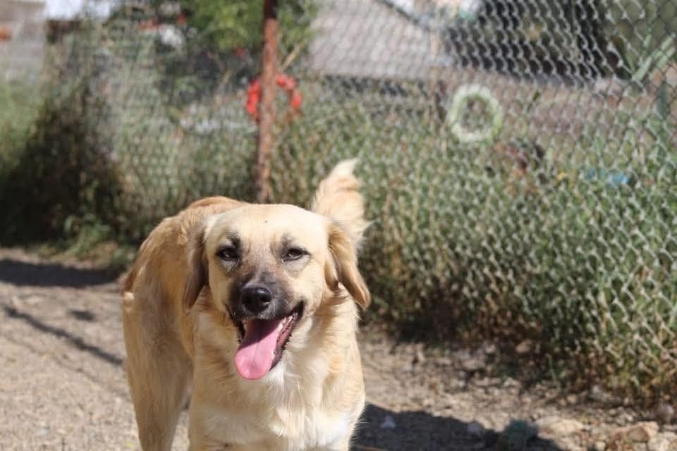 ❤️Lara❤️ photo 4