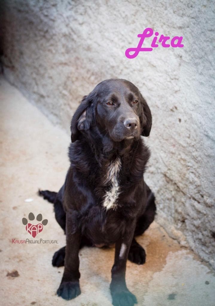 PETIFYC10470 photo 2