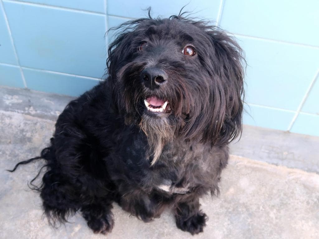 PETIFYC10468 photo 4