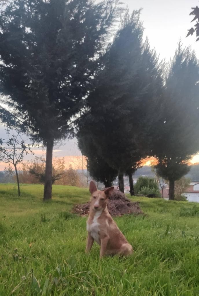 PETIFYC10426 photo 2