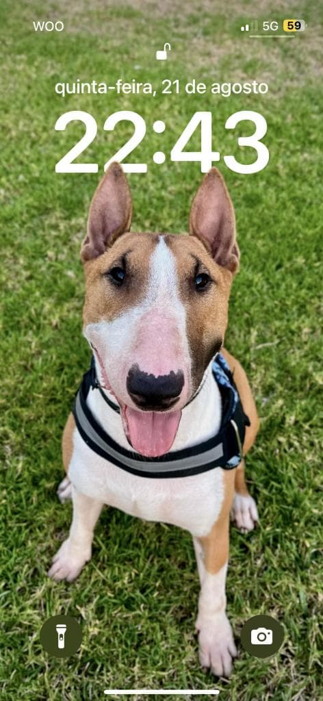 PETIFYC10425 photo 3