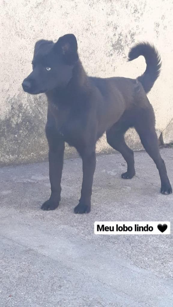 PETIFYC10473 photo 2