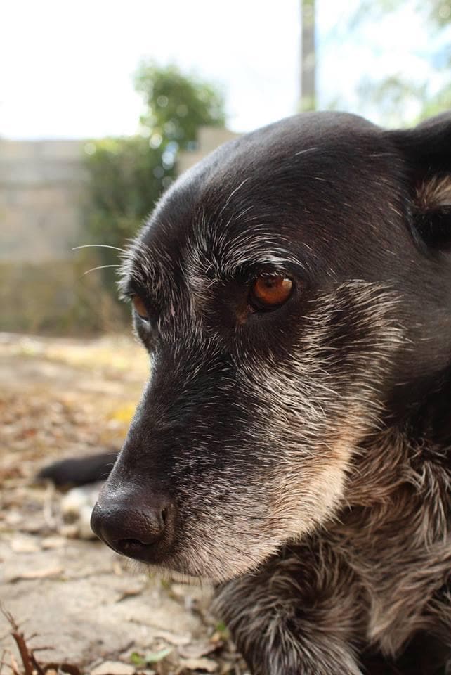 PETIFYC10425 photo 2