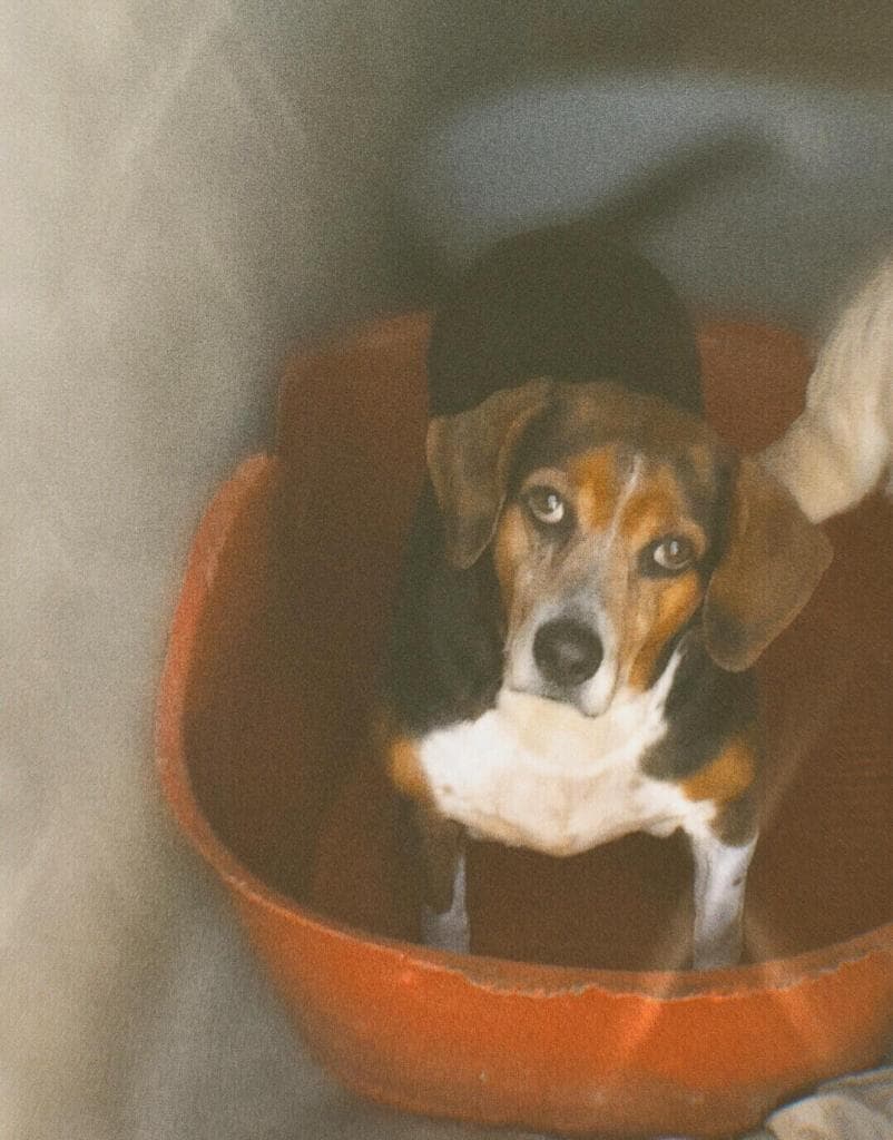 PETIFYC10424 photo 2