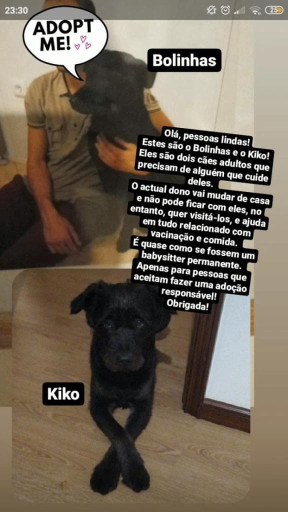 PETIFYC10478 photo 3