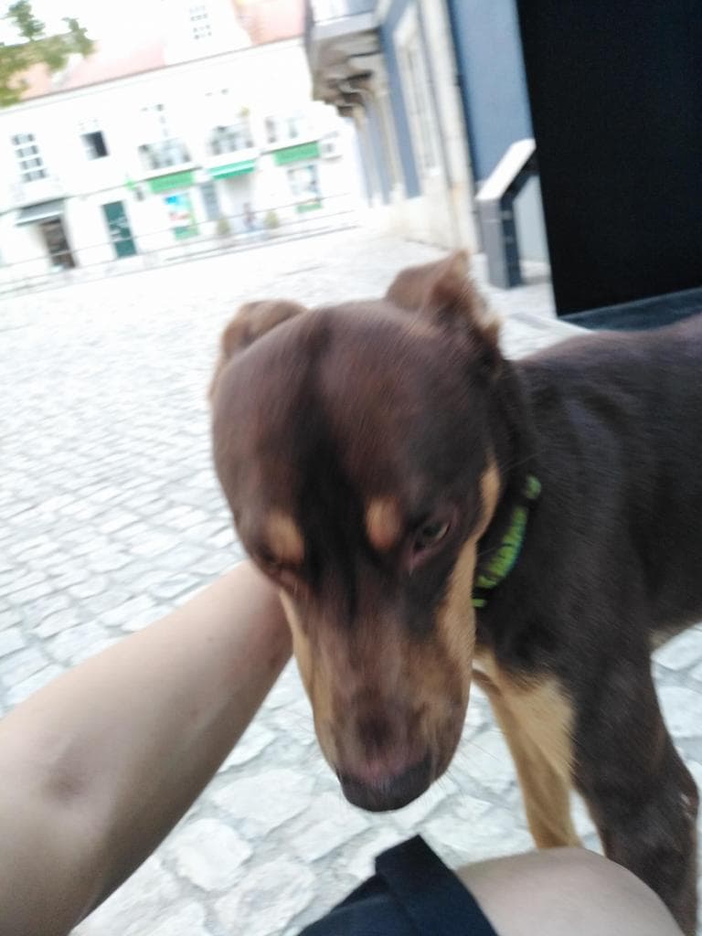 PETIFYC10424 photo 3