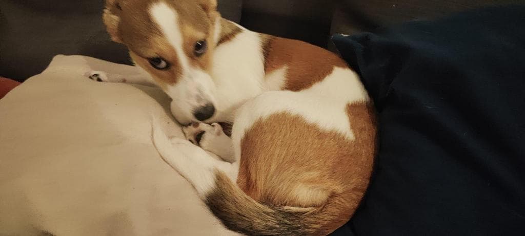 PETIFYC10471 photo 5