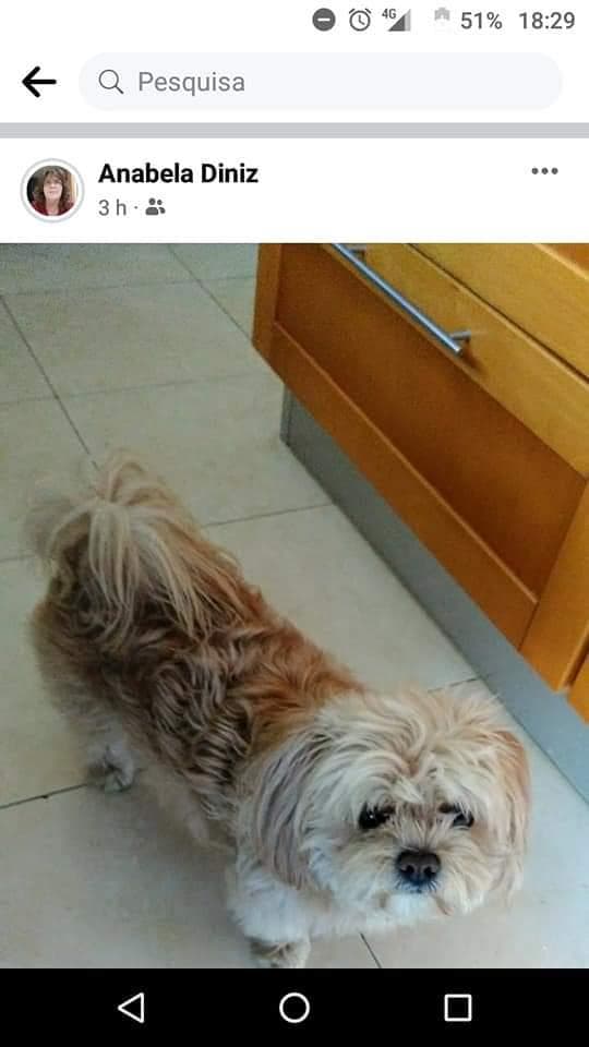 PETIFYC10469 photo 2