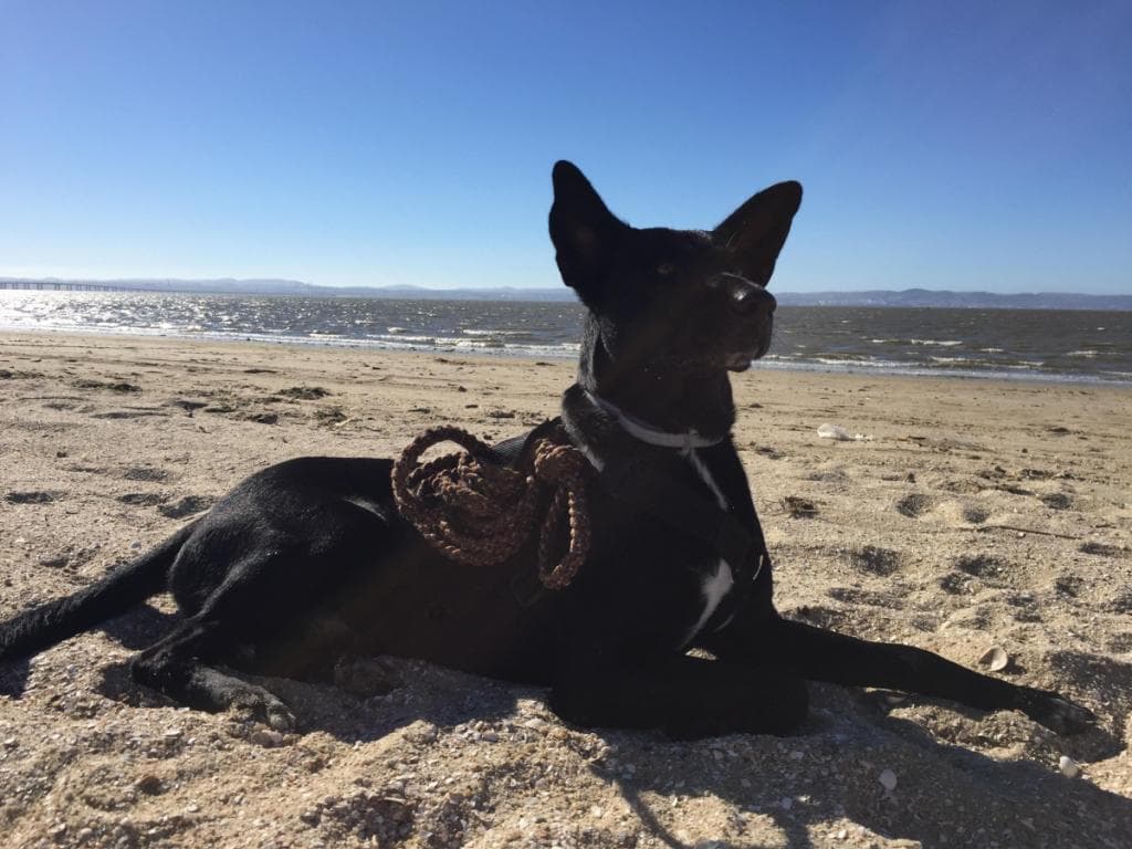 PETIFYC10470 photo 3