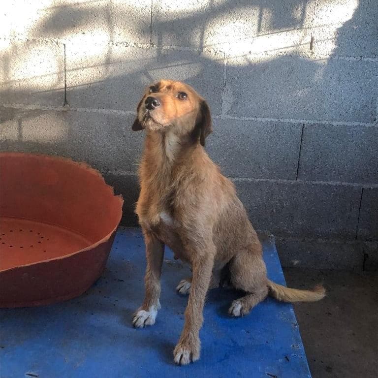 PETIFYC10471 photo 3