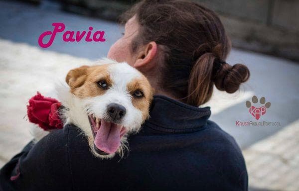 PETIFYC10468 photo 3