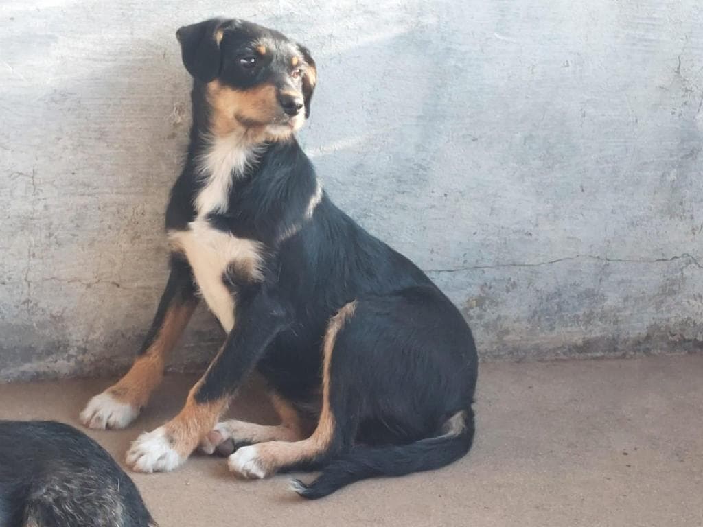 PETIFYC10468 photo 5