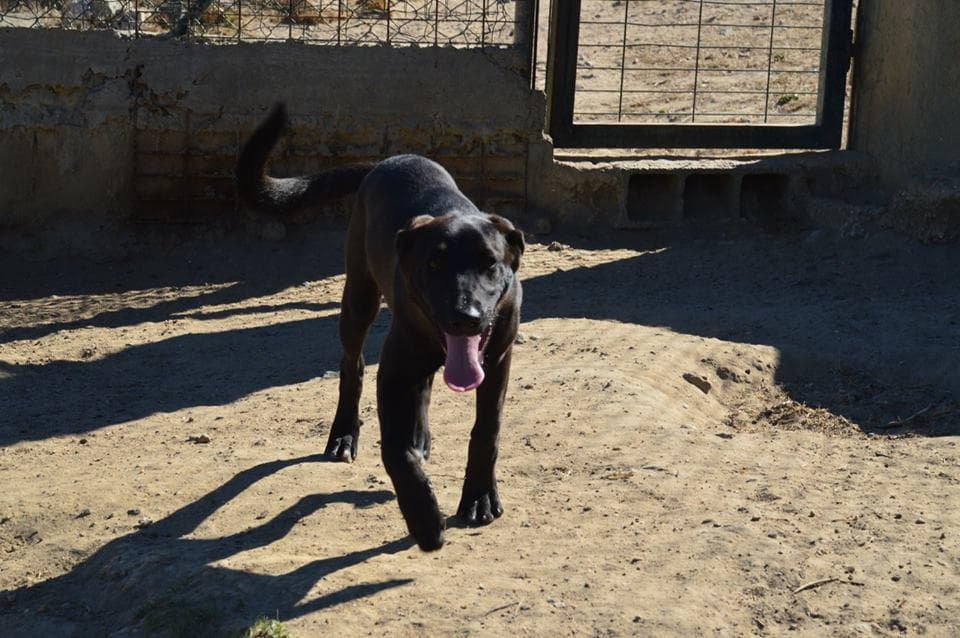 PETIFYC10476 photo 2