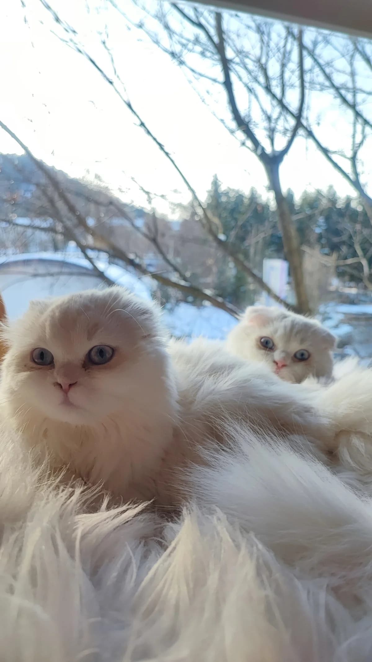 Schottisch Faltohr Katzen