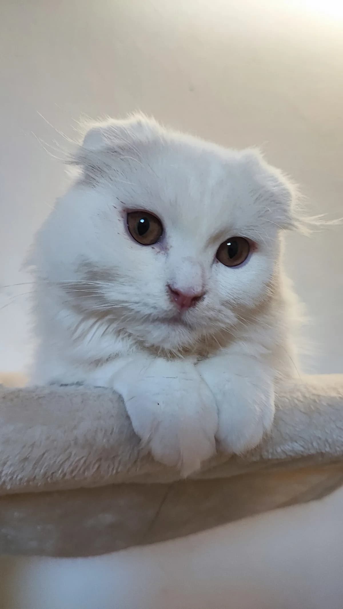 Schottisch Faltohr Katzen photo 3