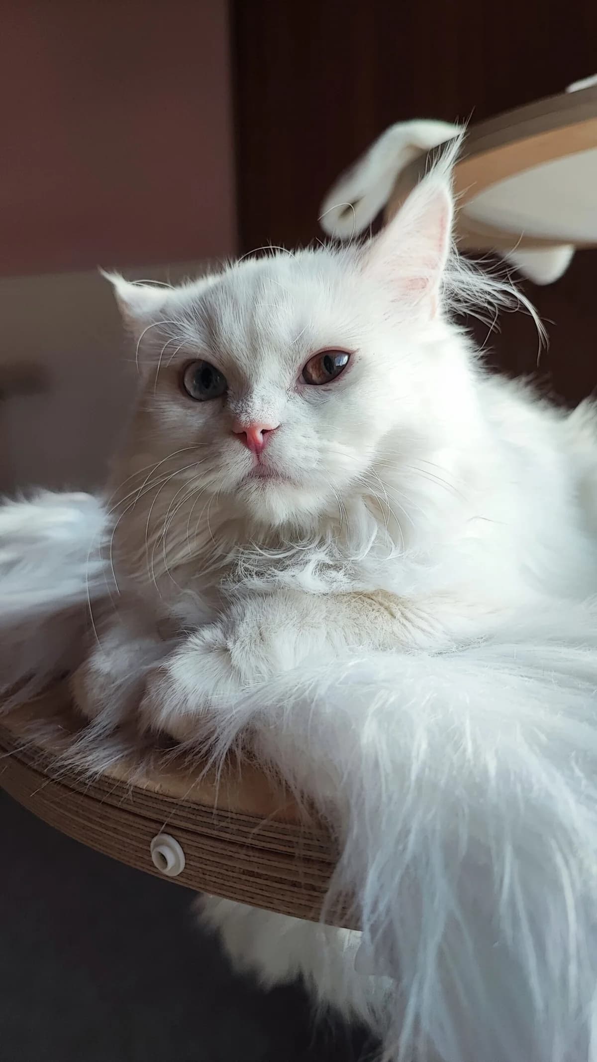 Schottisch Faltohr Katzen photo 4