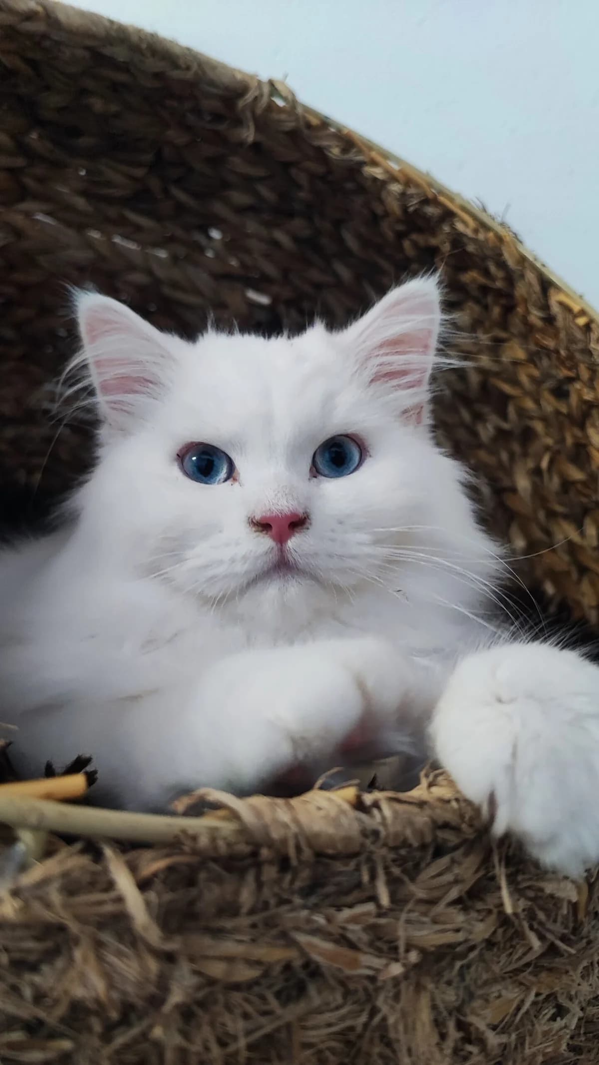 Schottisch Faltohr Katzen photo 5