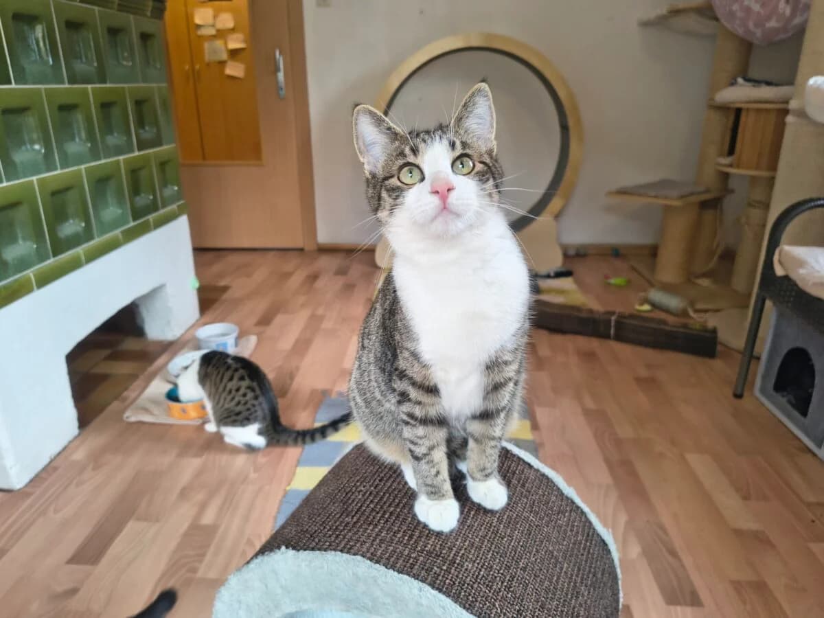 Lora & Pluto photo 2