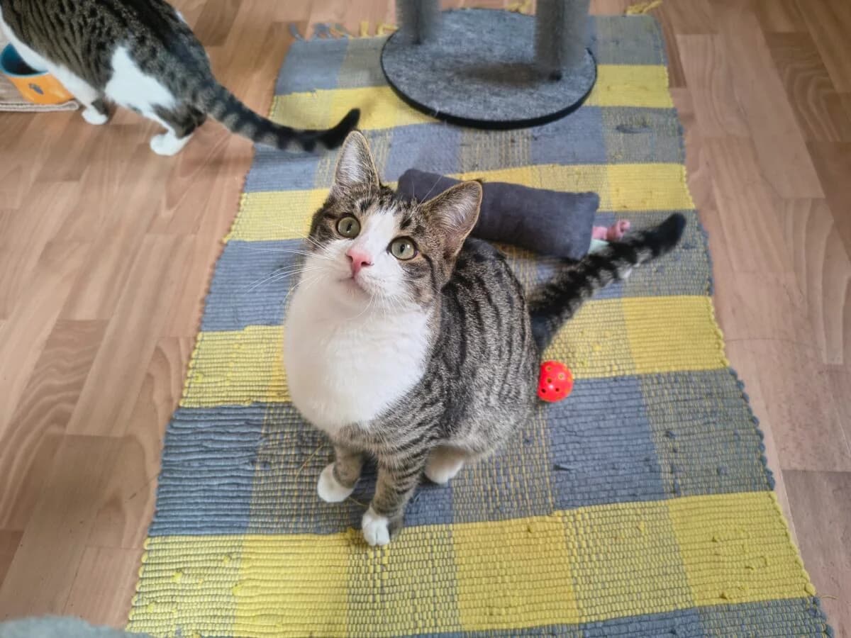 Lora & Pluto photo 3