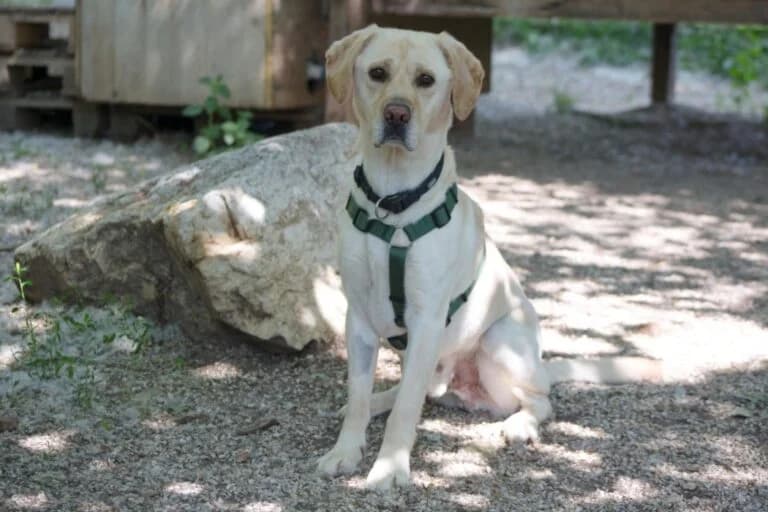 Lydia + Basti photo 6