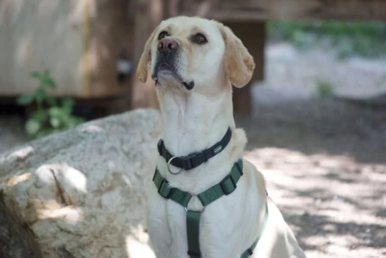 Lydia + Basti photo 8