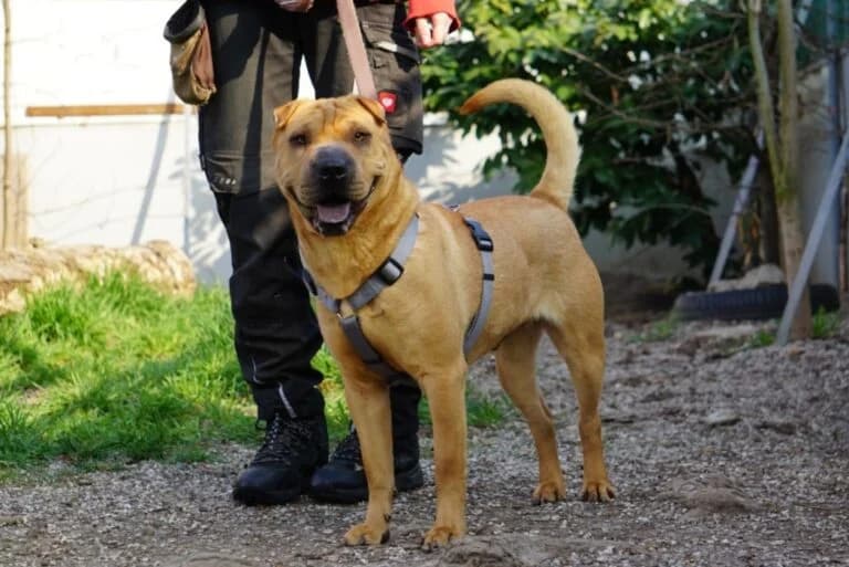 Benno (Bandi photo 8