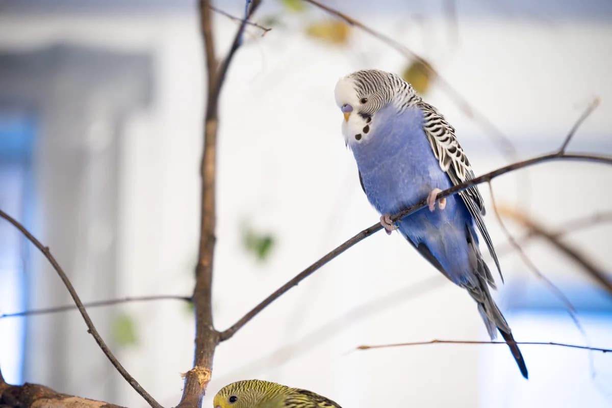 Wellensittiche photo 2