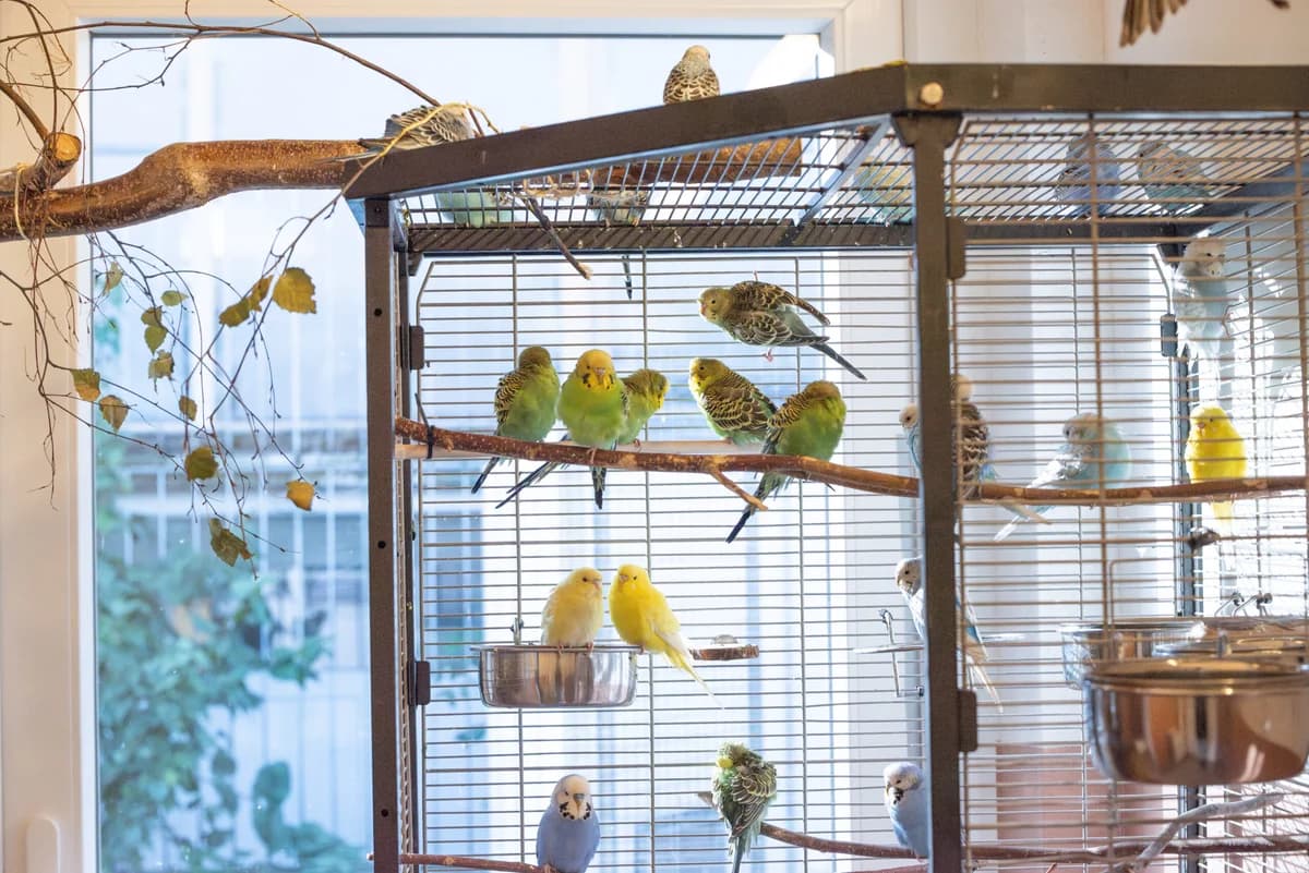 Wellensittiche photo 3