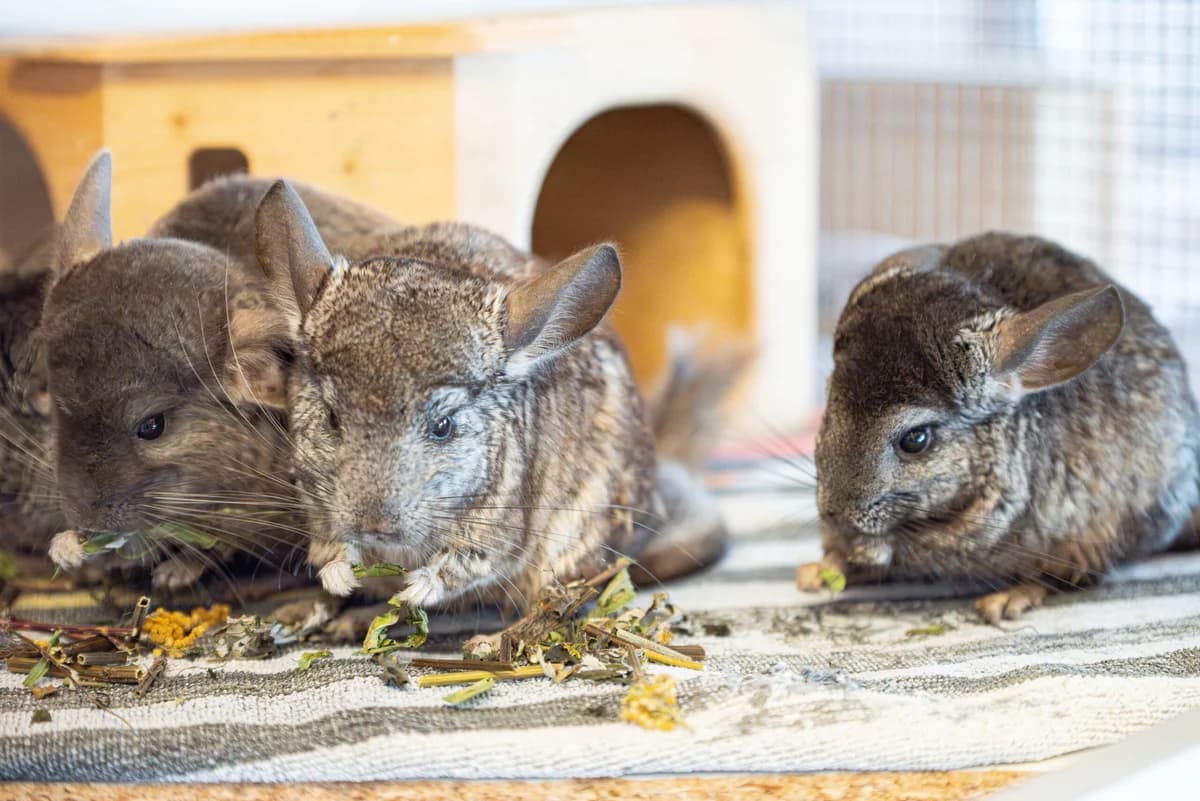Chinchillas