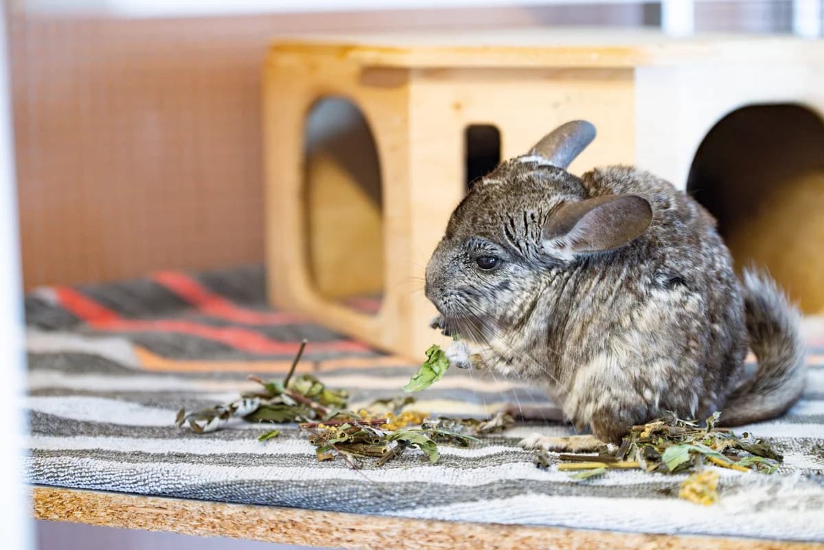Chinchillas photo 2