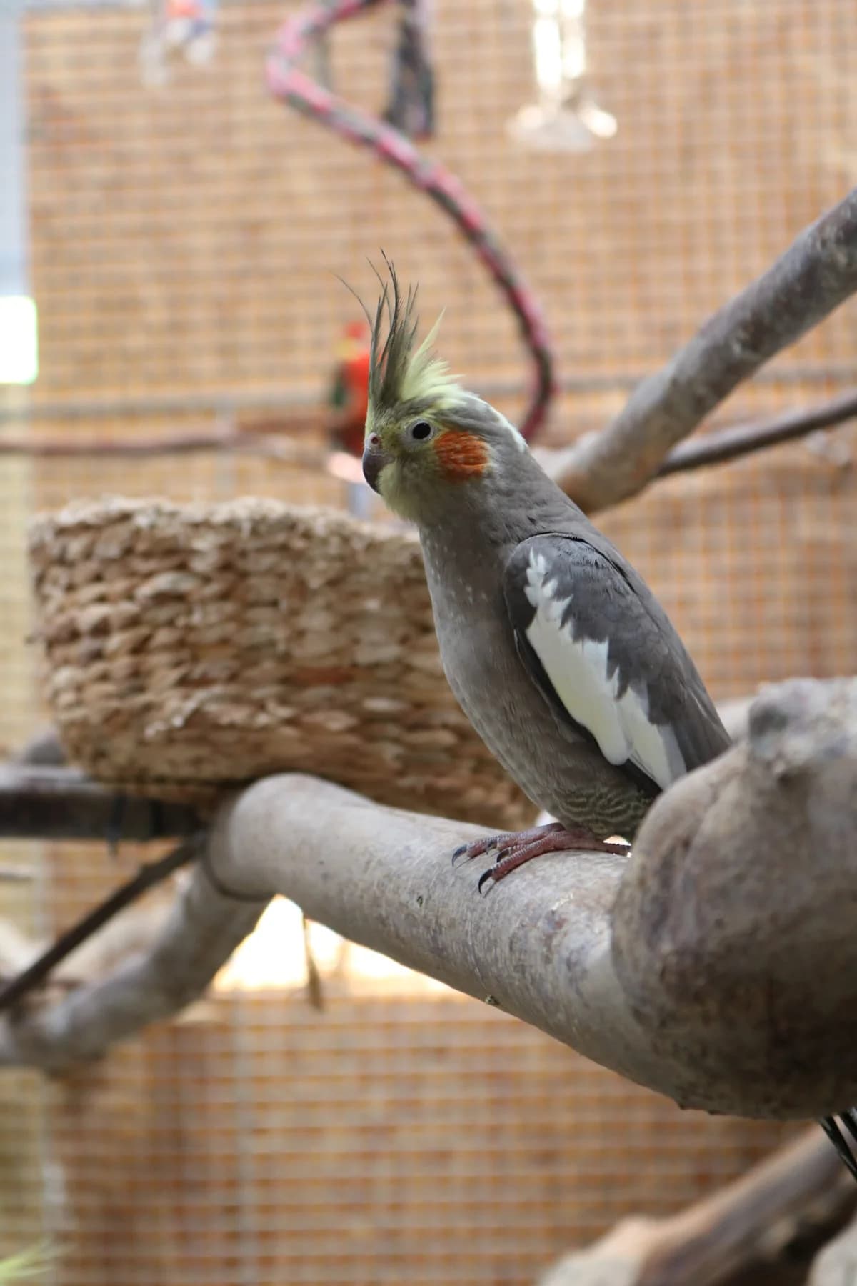 Nymphensittiche photo 4