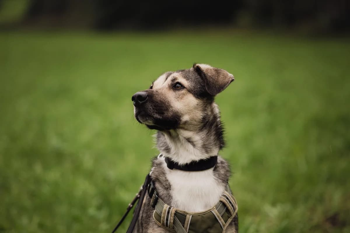 Koby, male Mixed Breed for adoption at Tierschutzverein für Tirol, Innsbruck photo 2