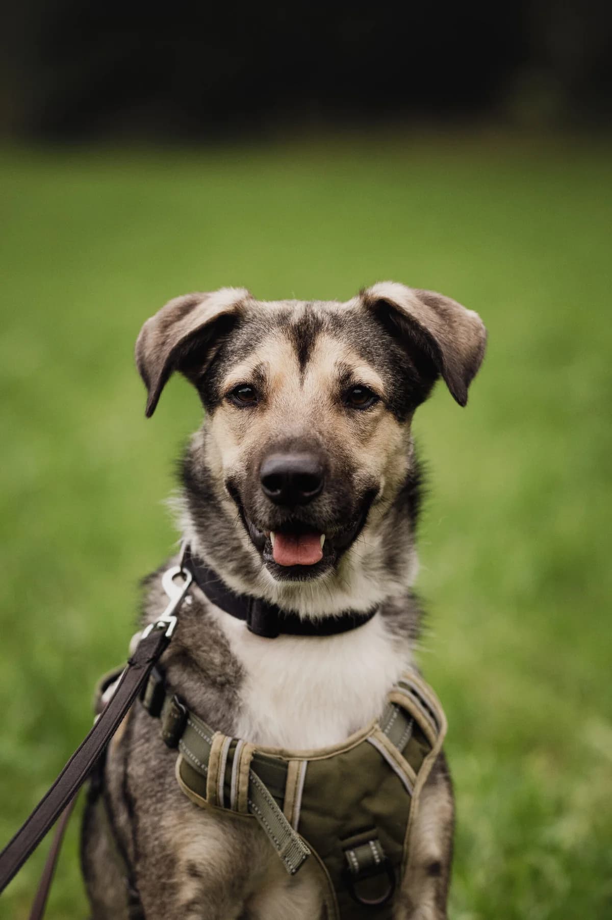 Koby, male Mixed Breed for adoption at Tierschutzverein für Tirol, Innsbruck photo 3