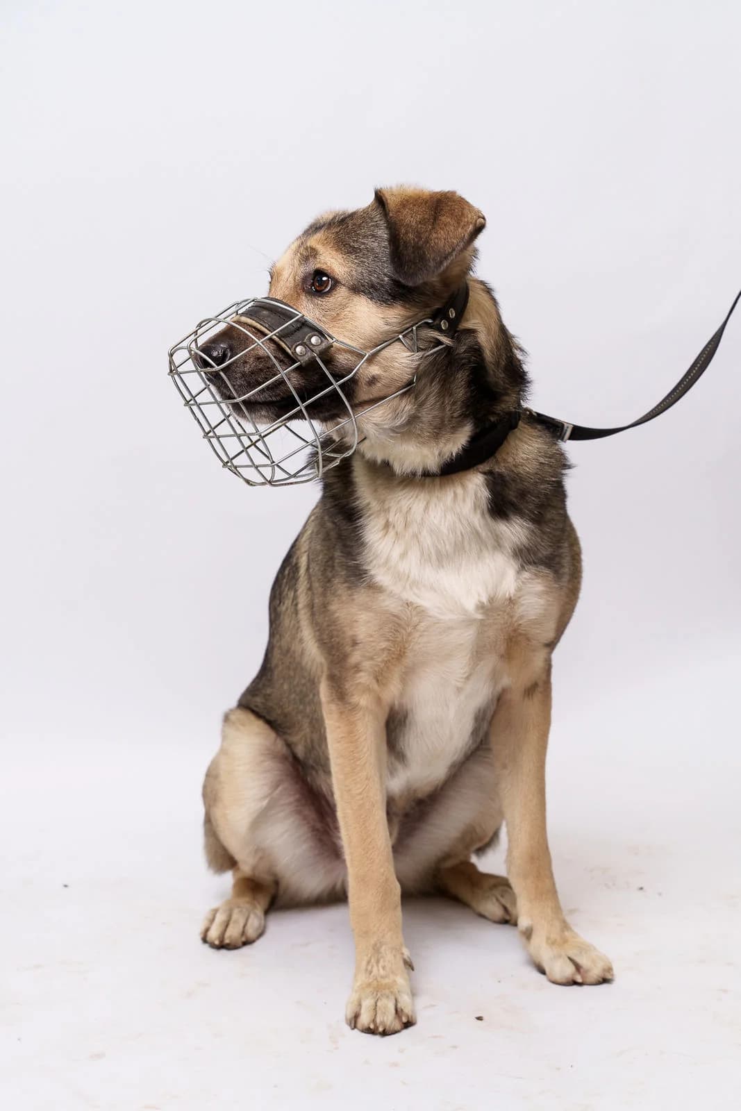 Koby, male Mixed Breed for adoption at Tierschutzverein für Tirol, Innsbruck photo 4