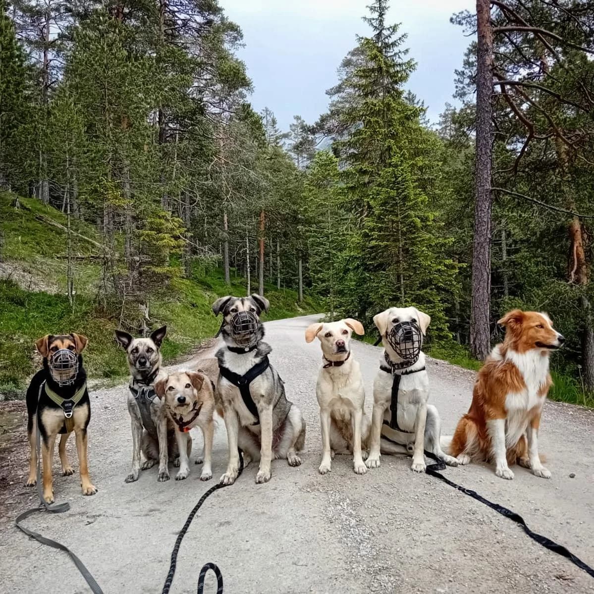 Koby, male Mixed Breed for adoption at Tierschutzverein für Tirol, Innsbruck photo 5
