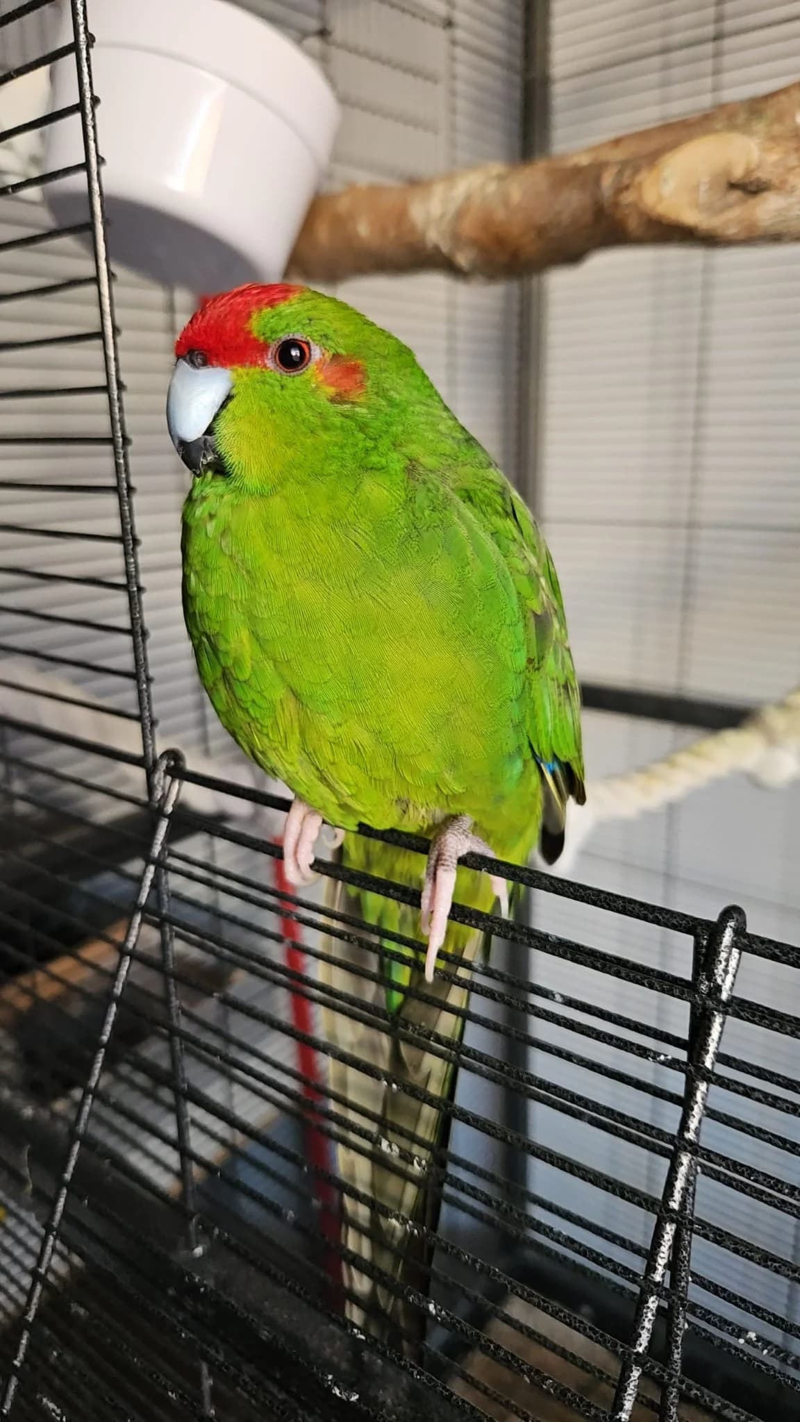 Ziegensittiche photo 3