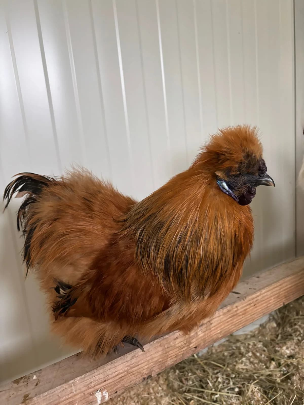 Seidenhühner photo 3