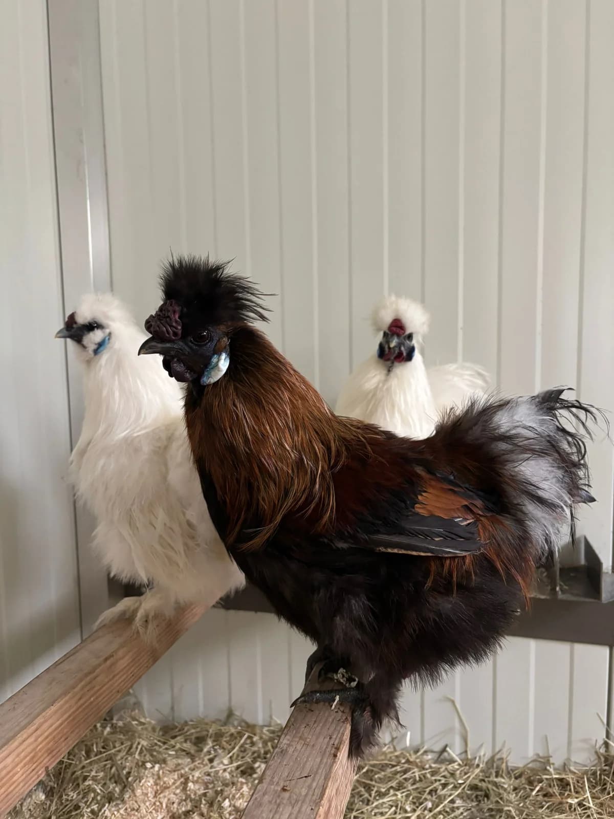 Seidenhühner photo 4