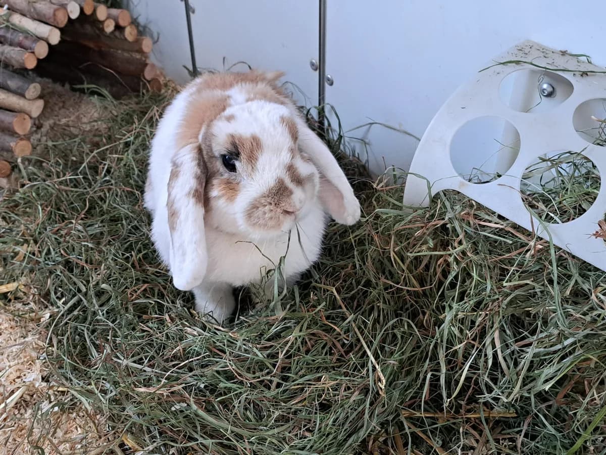 Kaninchen photo 6