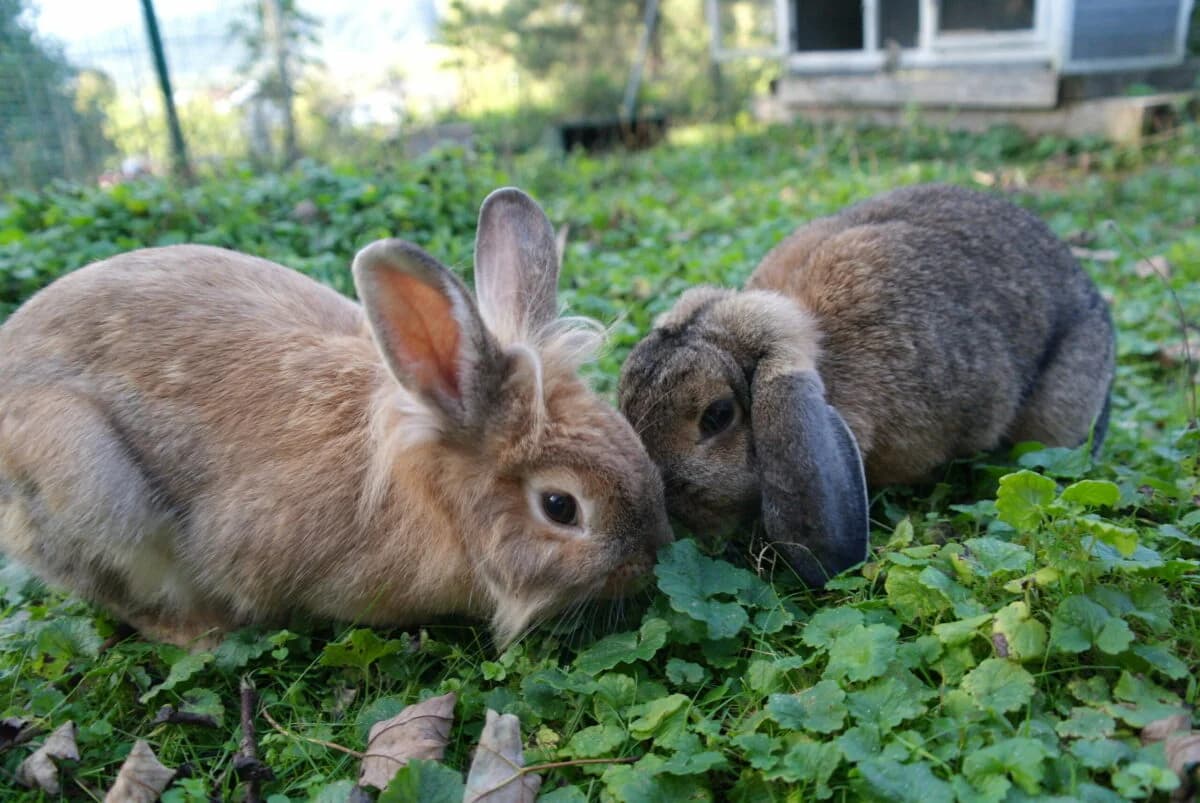 Kaninchen (Außenhaltung) photo 2