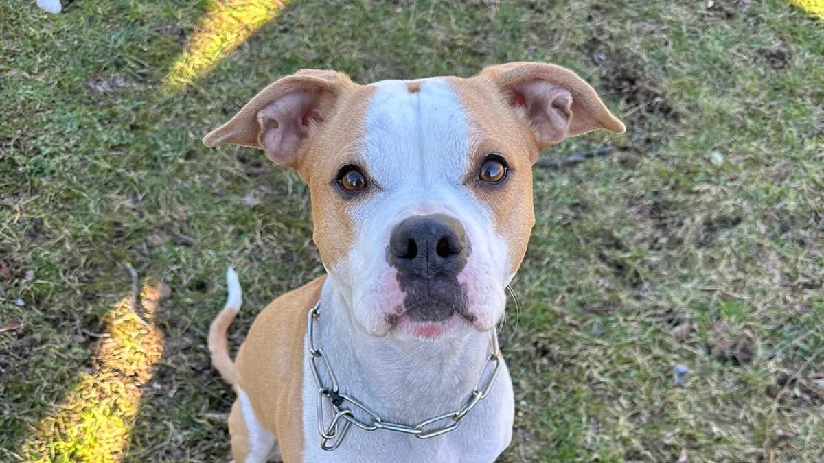 Braun-Weiße Nala photo 3