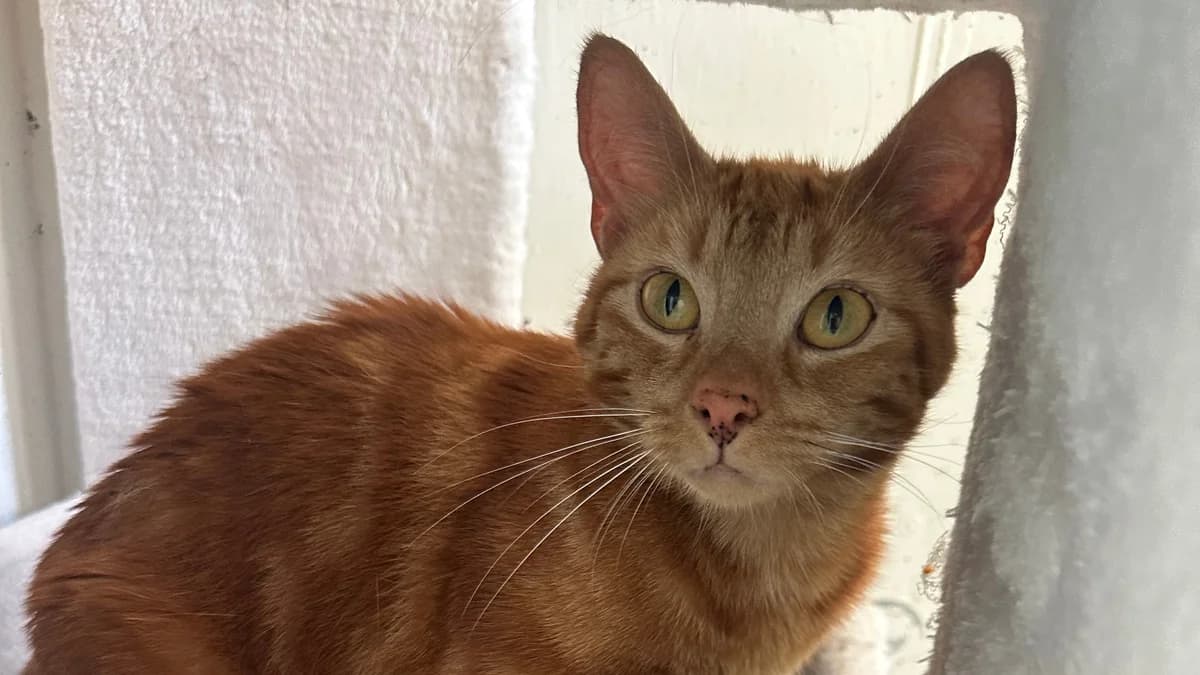 Die rote Emina photo 3