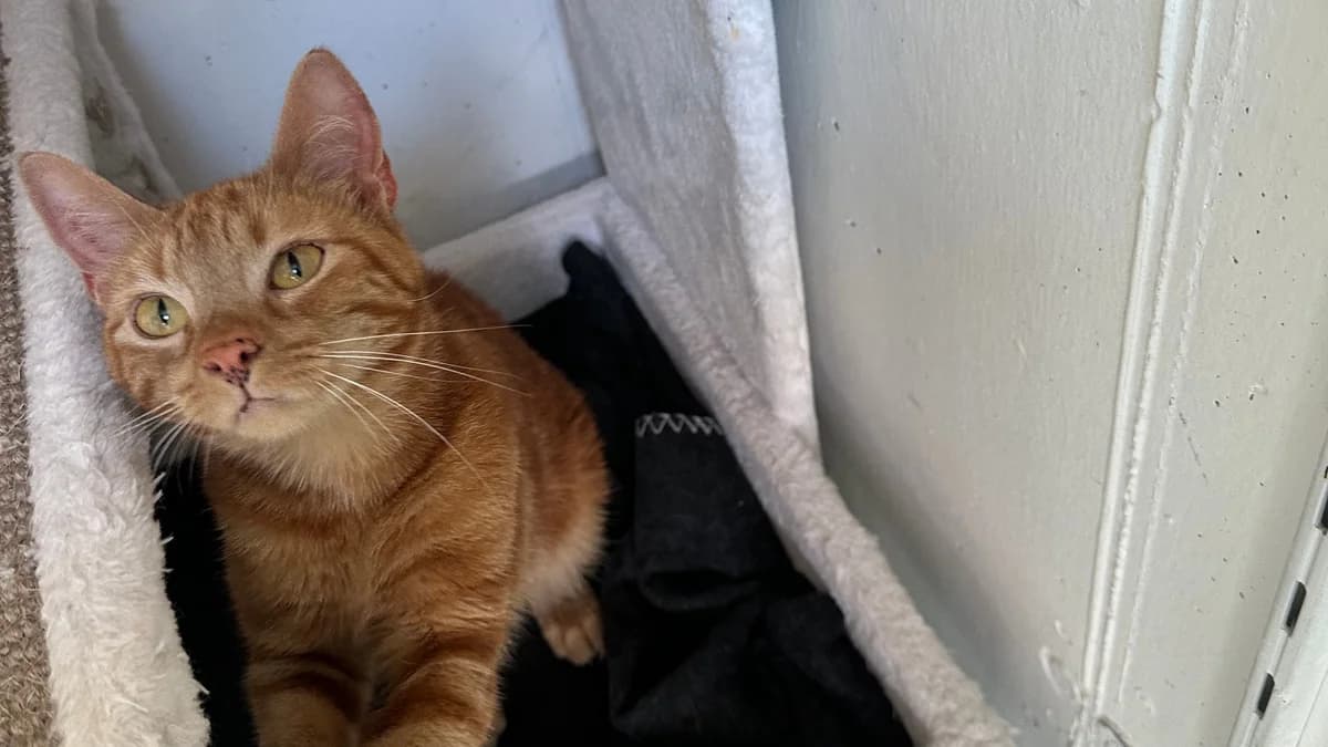 Die rote Emina photo 4