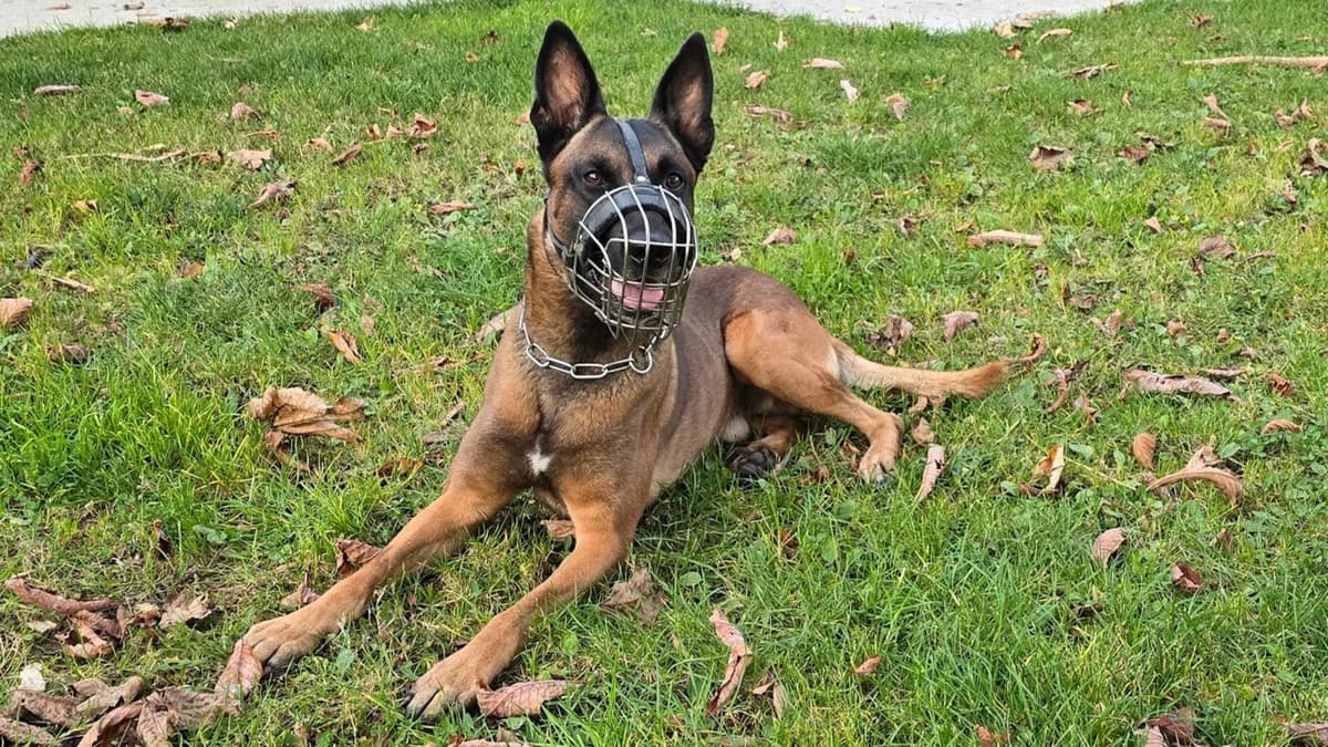 Malinois Hudson photo 2