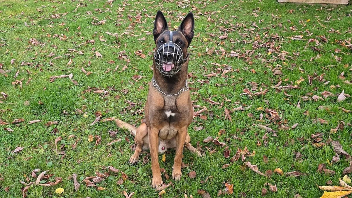 Malinois Hudson photo 3