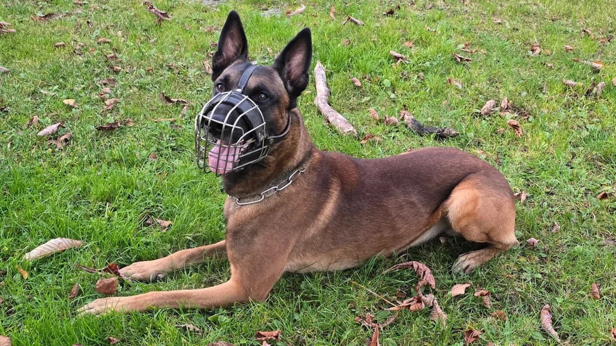 Malinois Hudson photo 5