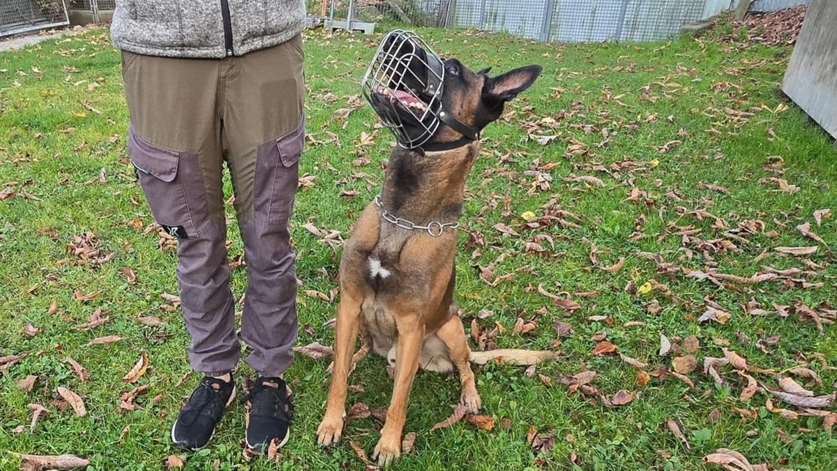 Malinois Hudson photo 6