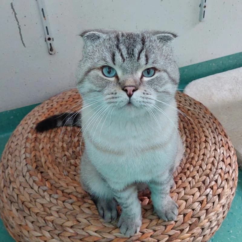 Scottish Fold Kater Mars