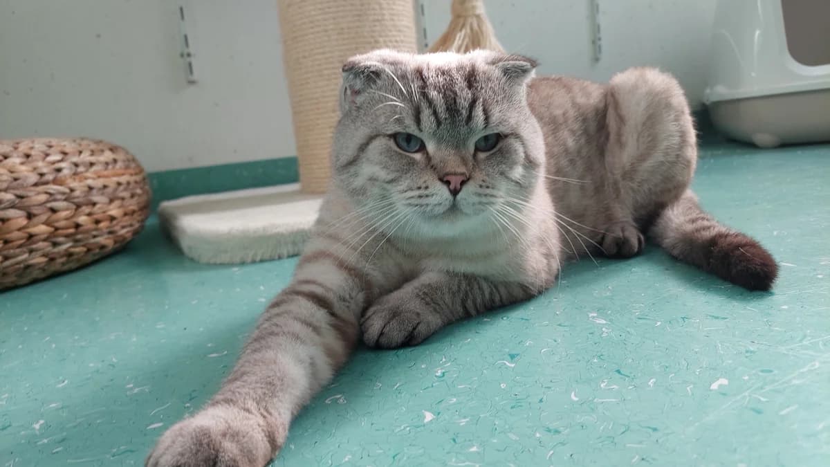 Scottish Fold Kater Mars photo 5