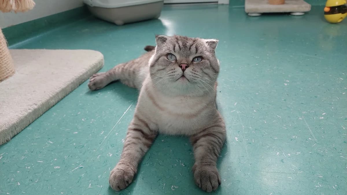 Scottish Fold Kater Mars photo 6